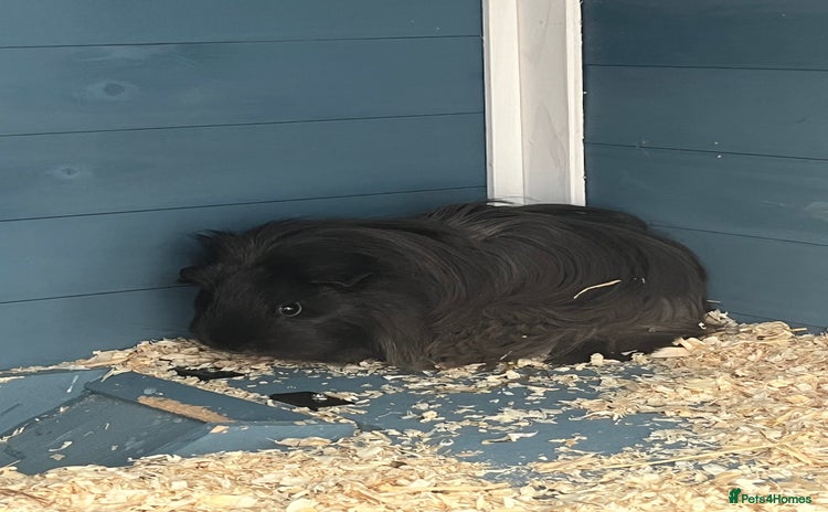 Guinea Pig rodents - Advert 14