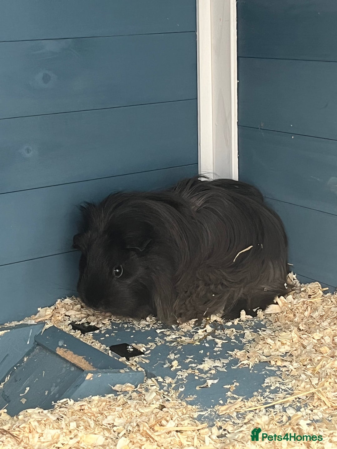 Guinea Pig rodents for sale: 2 female guinea pigs + hutch  - Image 1