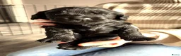 Cocker Spaniel dogs for sale: Stunning litter of cocker spaniels - Advert 13