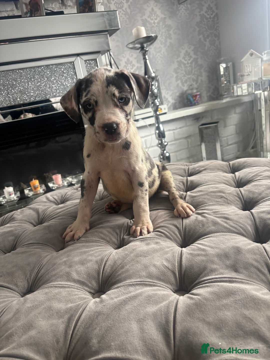 Neapolitan Mastiff dogs for sale: Neapolitan mastiff champion bloodline - Advert 22