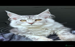 Maine Coon cats for sale: 🐾 Gorgeous Active Maine Coon Cat for Sale 🐾 - Image 5