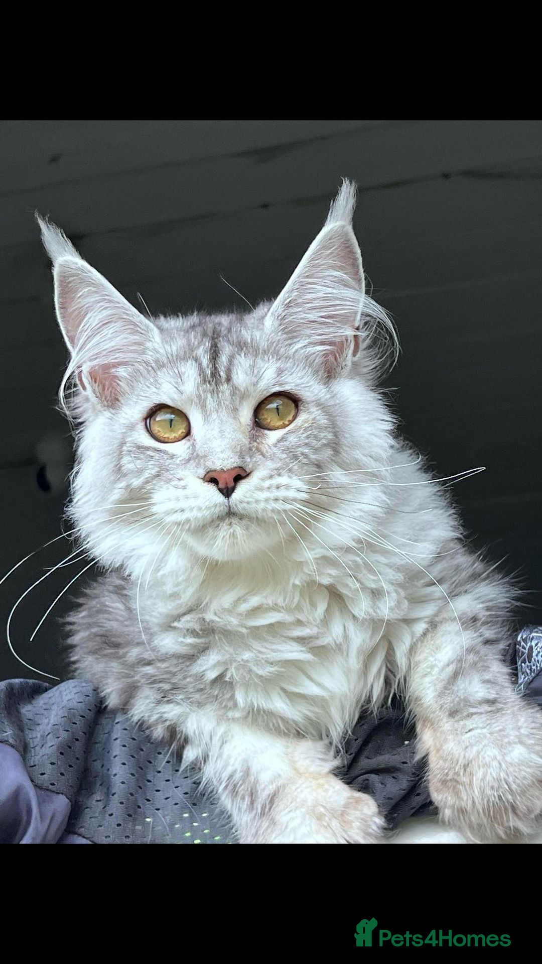 Maine Coon cats for sale: 🐾 Gorgeous Active Maine Coon Cat for Sale 🐾 - Image 5