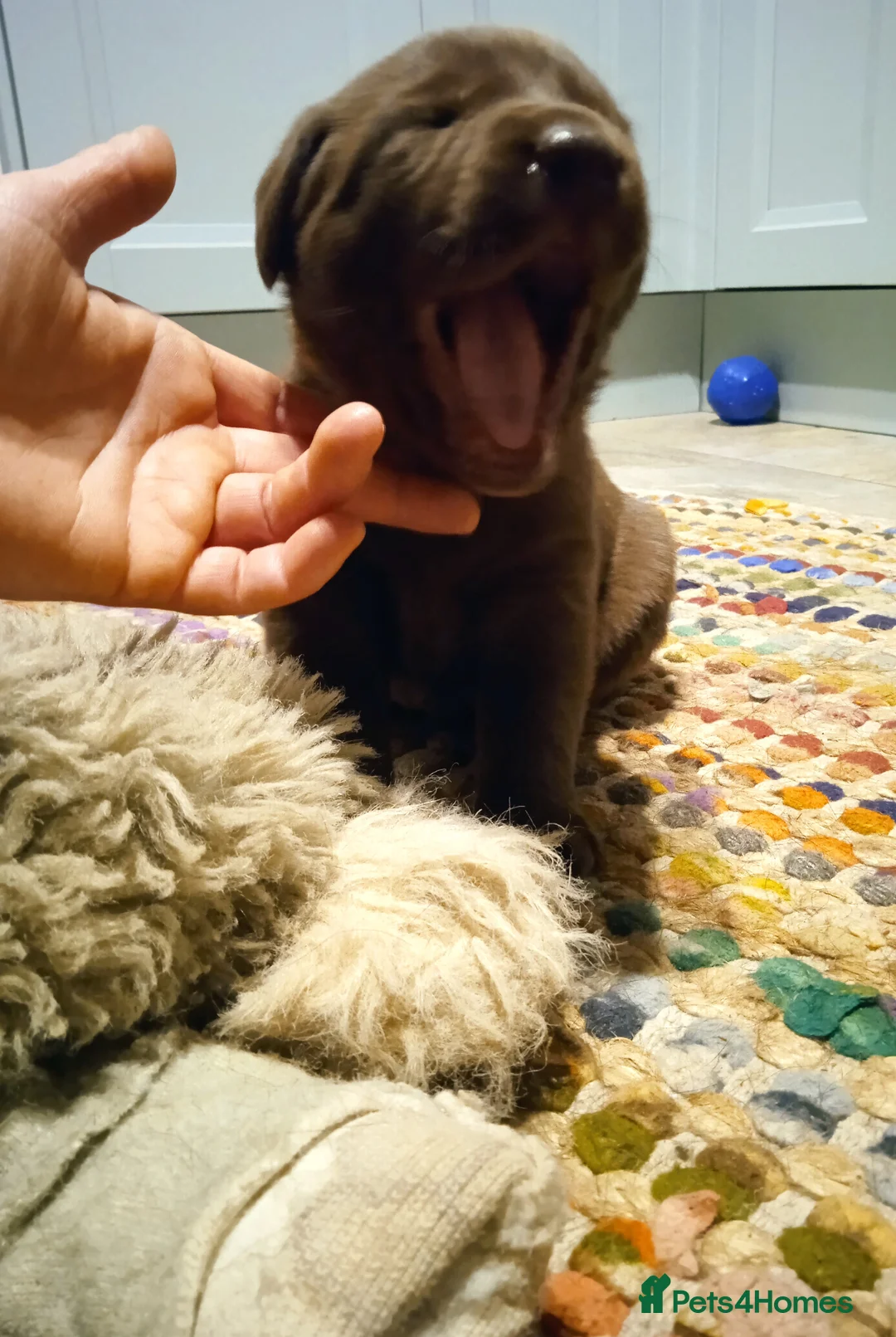 Labrador Retriever dogs for sale: KC CHOCOLATE LABRADORS PUPPIES, H TESTED PARENTS  - Advert 12