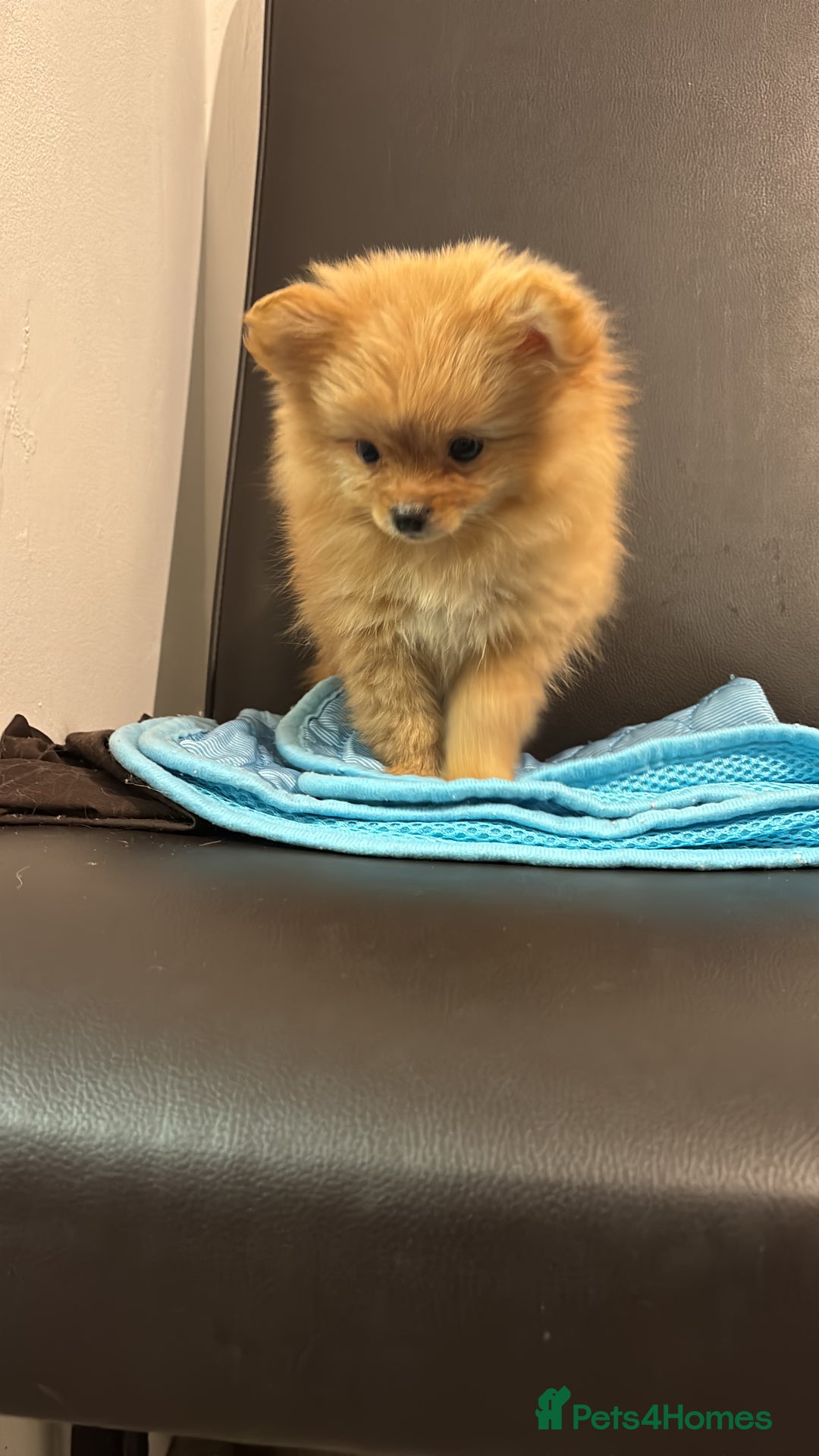 Mixed Breed dogs for sale: Pomeranian mixt with bichon - Advert 2