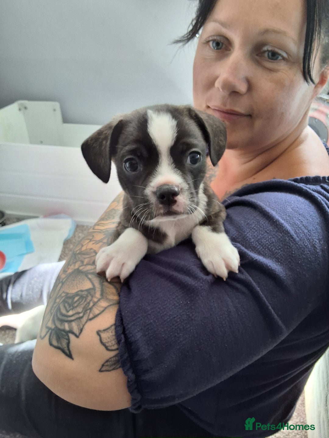 Mixed Breed dogs for sale: Frenchie chihuahua ( bullhuahua) - Image 13