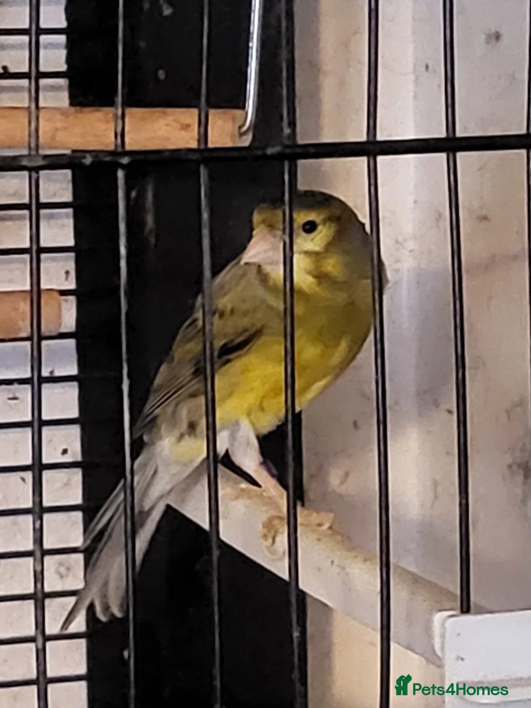 Canaries birds for sale: Canaries in Portsmouth - Advert 4