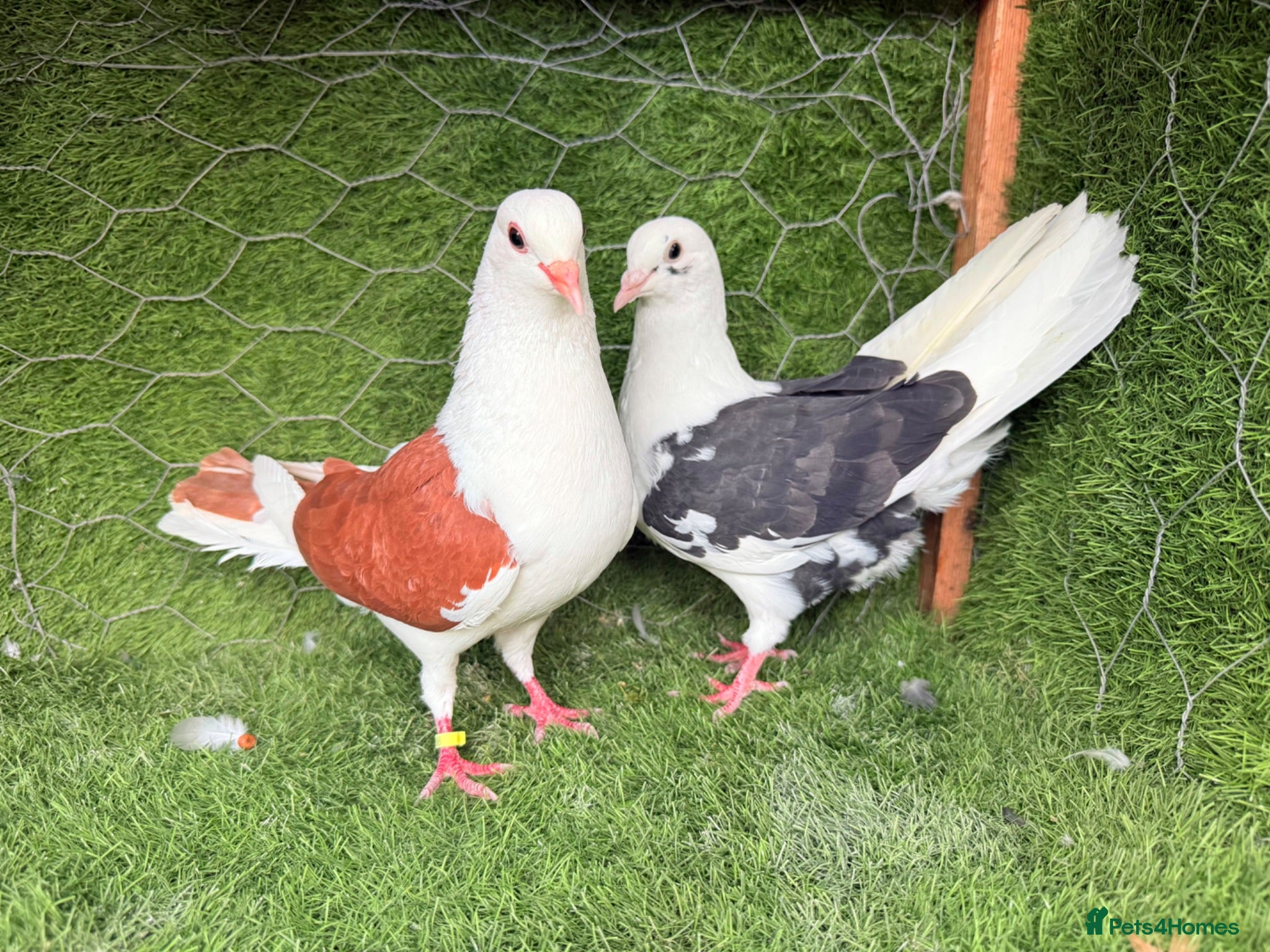 Pigeons birds Strong Breeding Pigeon Pairs – £75 Per Pair - Advert 2