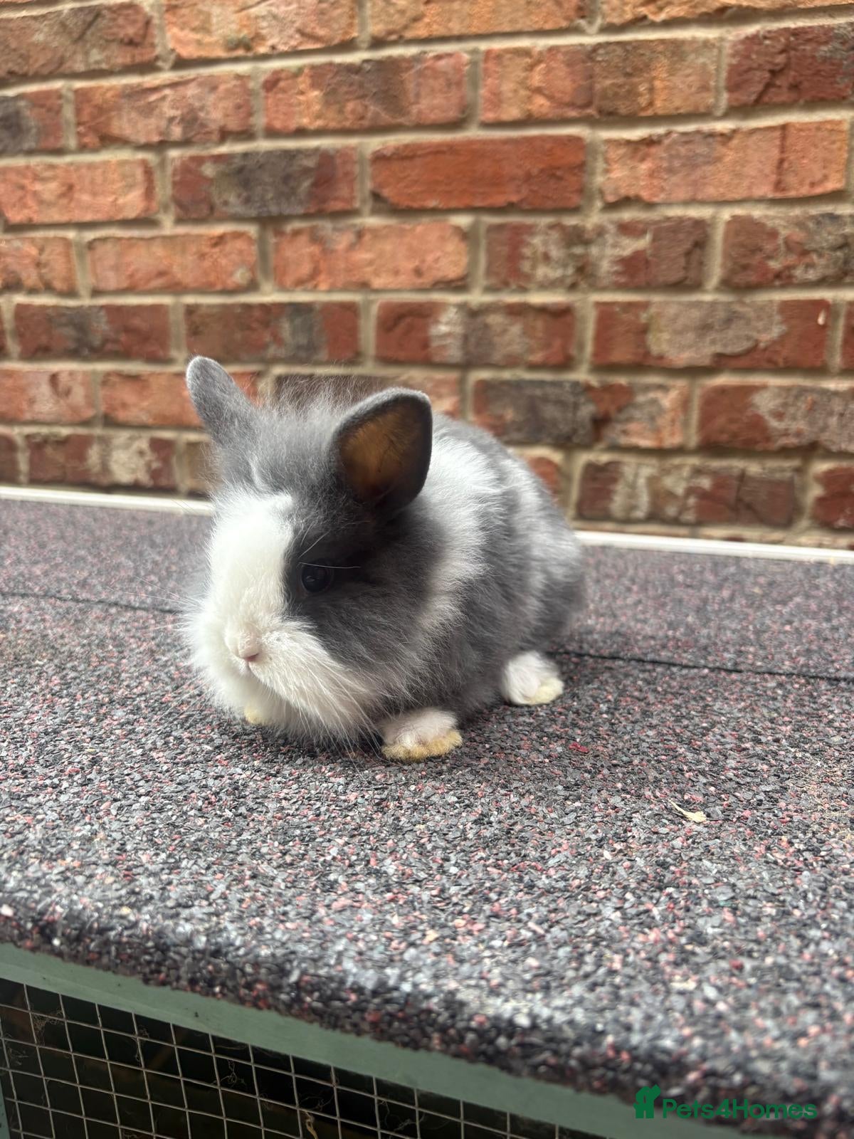 Lionhead rabbits Pure lionhead babies ready now!  - Advert 14