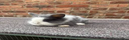 Lionhead rabbits for sale: Pure lionhead babies ready now!  - Advert 1