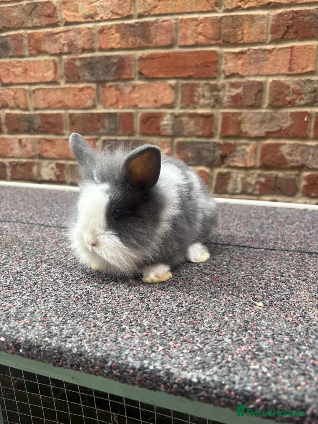Lionhead rabbits for sale: Pure lionhead babies ready now!  - Advert 1