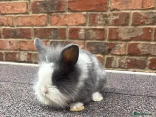 Lionhead rabbits Pure lionhead babies ready now! - Advert 1