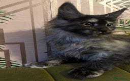Maine Coon cats for sale: 🔥 TICA Maine coon kittens 🔥  READY NOW 💕💕 - Image 40