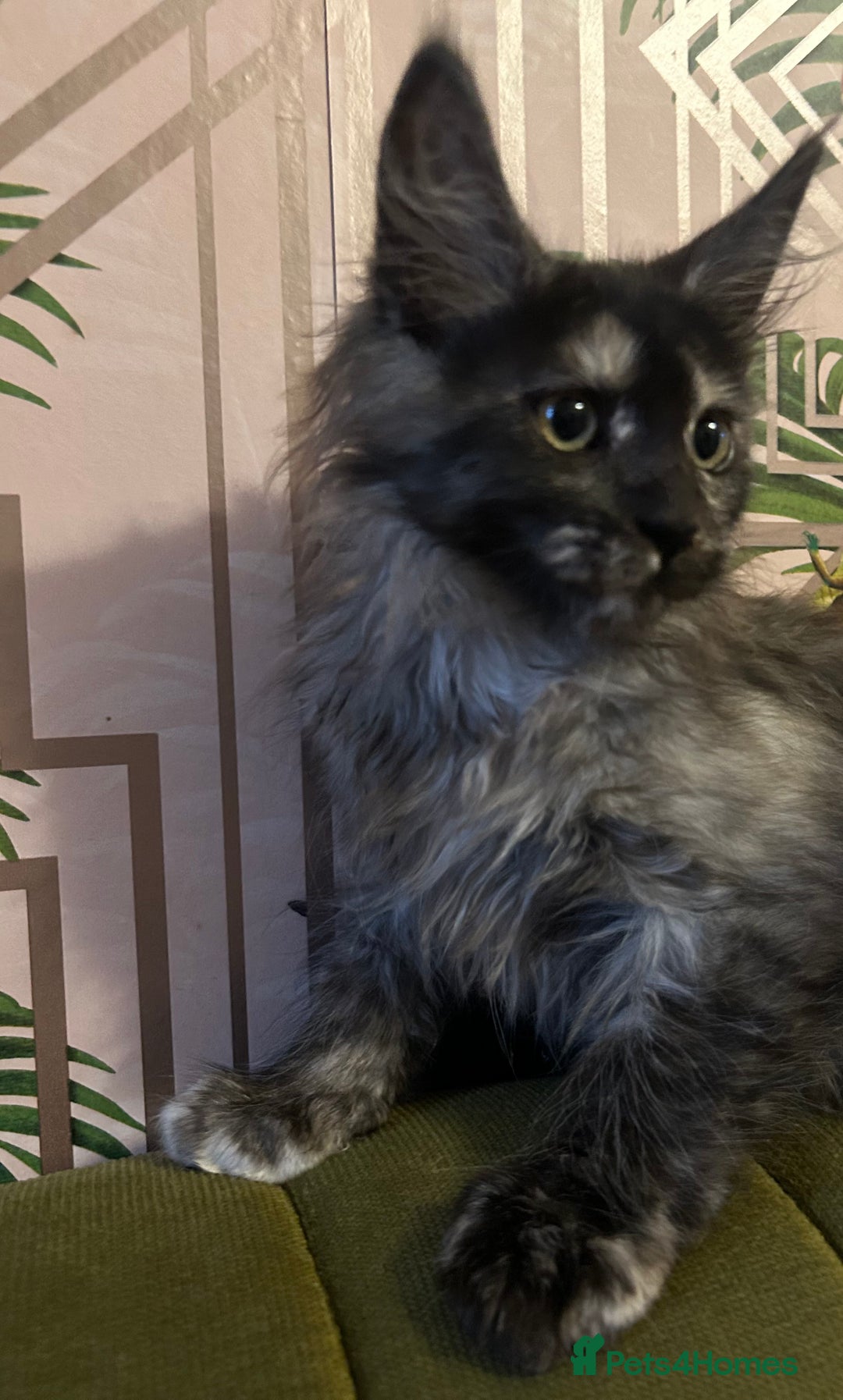 Maine Coon cats for sale: 🔥 TICA Maine coon kittens 🔥  READY NOW 💕💕 - Image 40