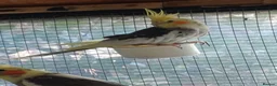 Cockatiels birds for sale: Baby cockatiels for sale, ready now - Advert 6