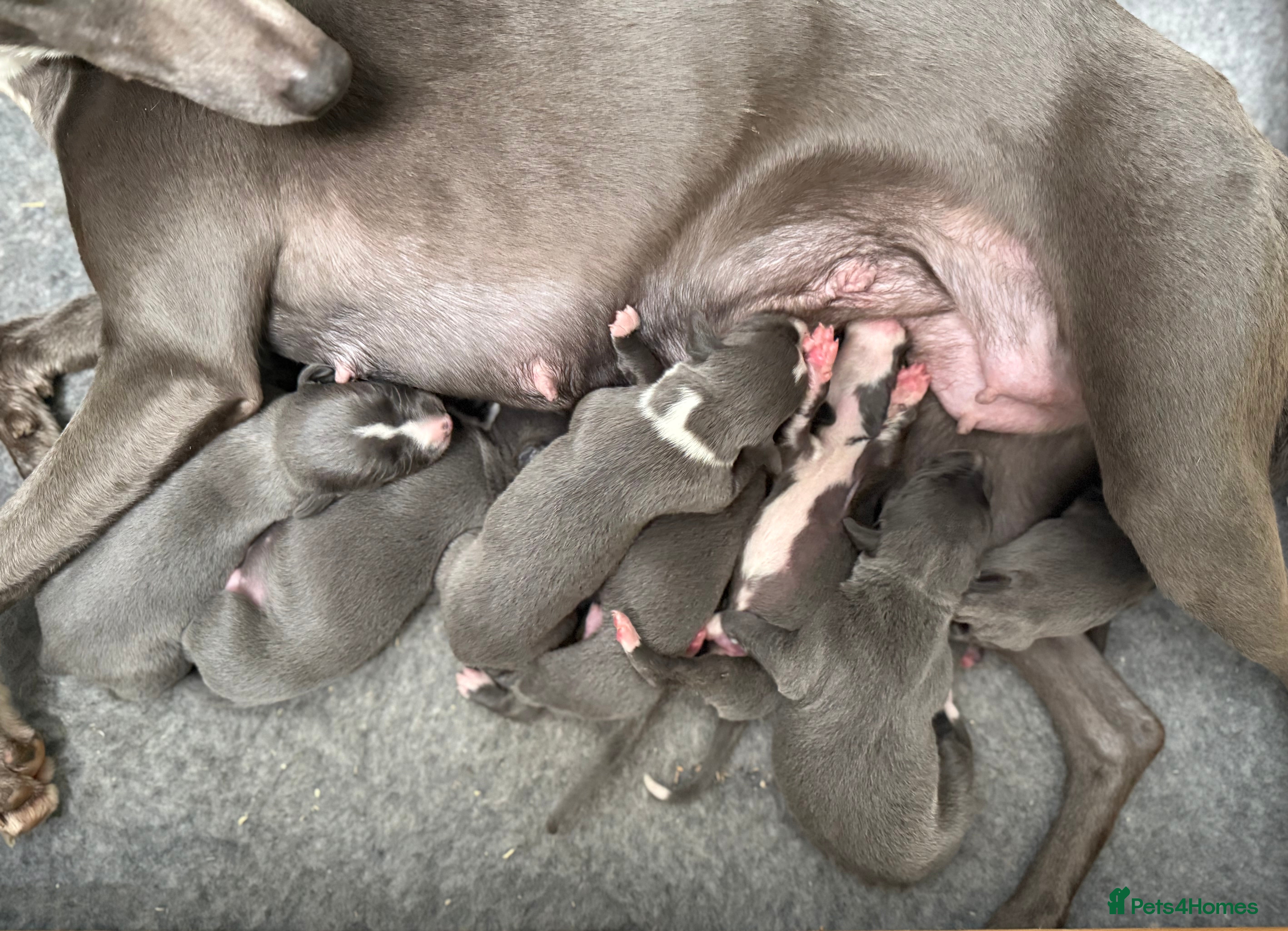 Whippet dogs Beautiful Whippet puppies. - Advert 3