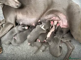 Whippet dogs Beautiful Whippet puppies. - Advert 3