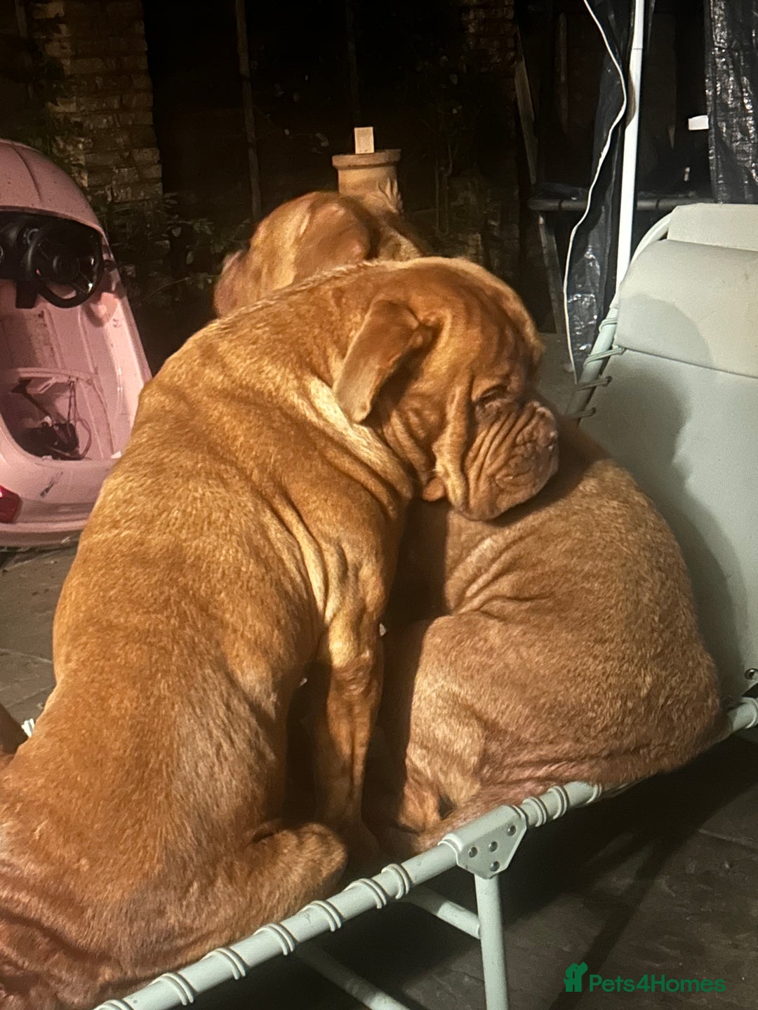 Dogue De Bordeaux dogs for sale: Litter due 2nd feb - Advert 2