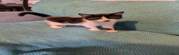 Mixed Breed cats for sale: 7 adorable kittens for sale £80-£100  - Advert 13