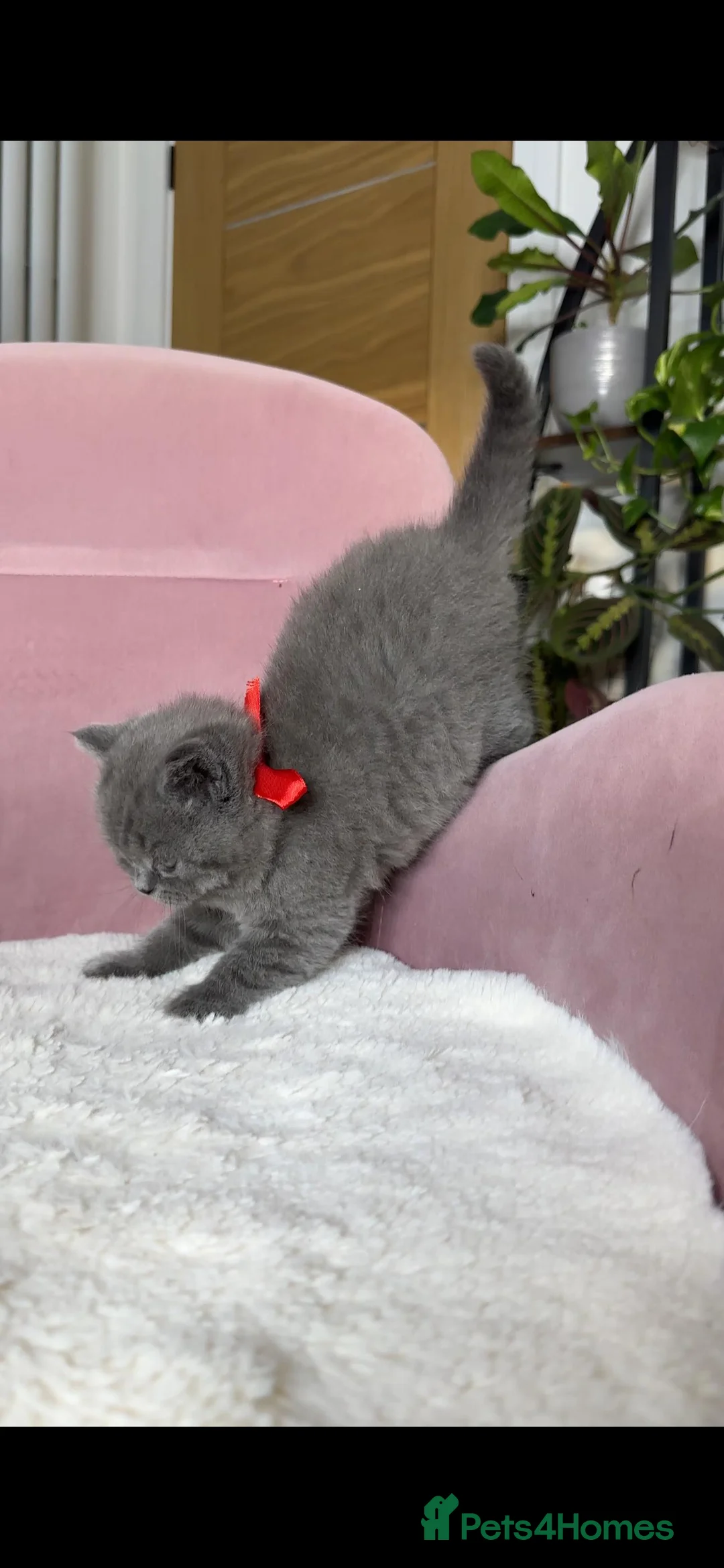 British Shorthair cats for sale: Adorable British Shorthair Kittens for Sale in Lincoln - Advert 34