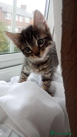 Mixed Breed cats - Advert 11