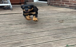 Mixed Breed dogs for sale: Rottweiler x puppys - Image 19