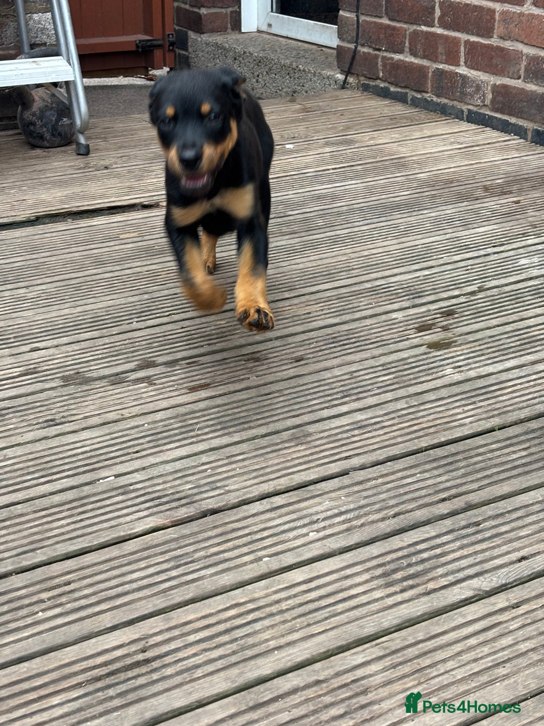 Mixed Breed dogs for sale: Rottweiler x puppys - Image 19