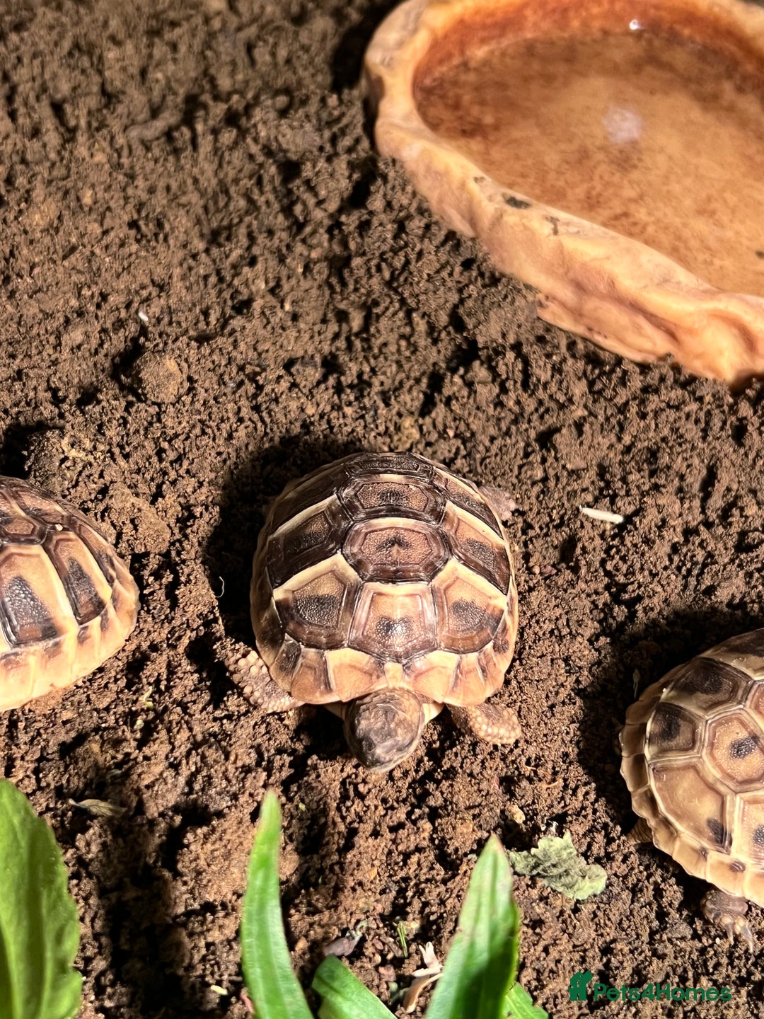 Tortoise reptiles for sale: Uk bred Hermann tortoises - Advert 3