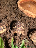 Tortoise reptiles Uk bred Hermann tortoises - Advert 2