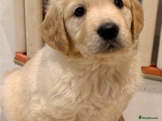 Golden Retriever dogs ** exceptional golden Retriever puppy ** - Advert 1