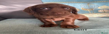 Cocker Spaniel 4