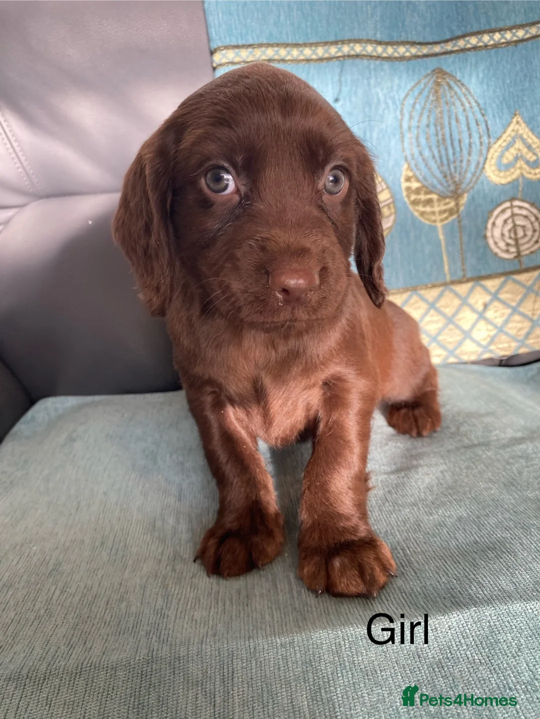 Cocker Spaniel dogs for sale: Beautiful cocker spaniel puppies  - Advert 9