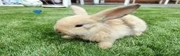Mini Lop rabbits for sale: Mini Lop Bunnies - Advert 6