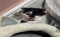 Mixed Breed cats for sale: 3 beautiful kittens looking for new home - Image 26