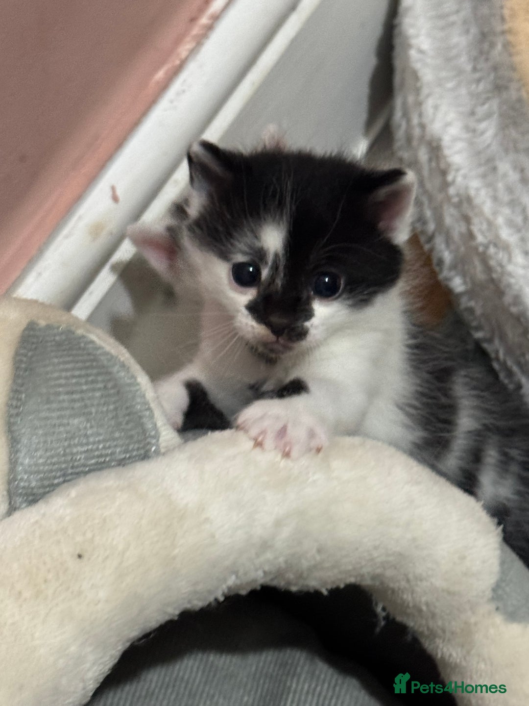 Mixed Breed cats for sale: 3 beautiful kittens looking for new home - Image 26