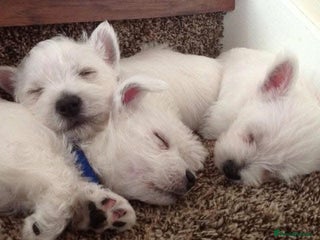 West Highland Terrier dogs - Advert 1