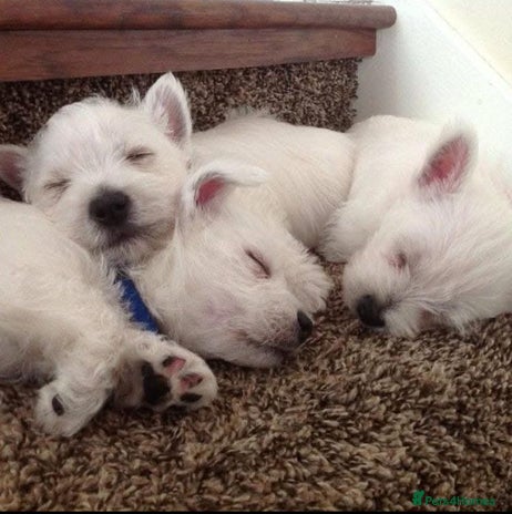West Highland Terrier dogs - Advert 1