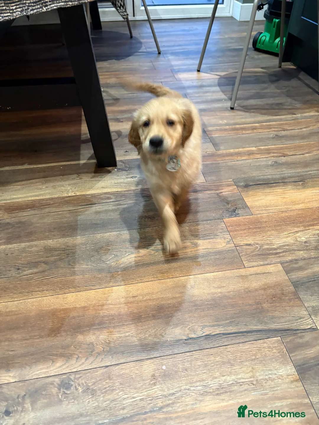 Golden Retriever dogs for sale: KC registered golden retriever one male dog left - Advert 5