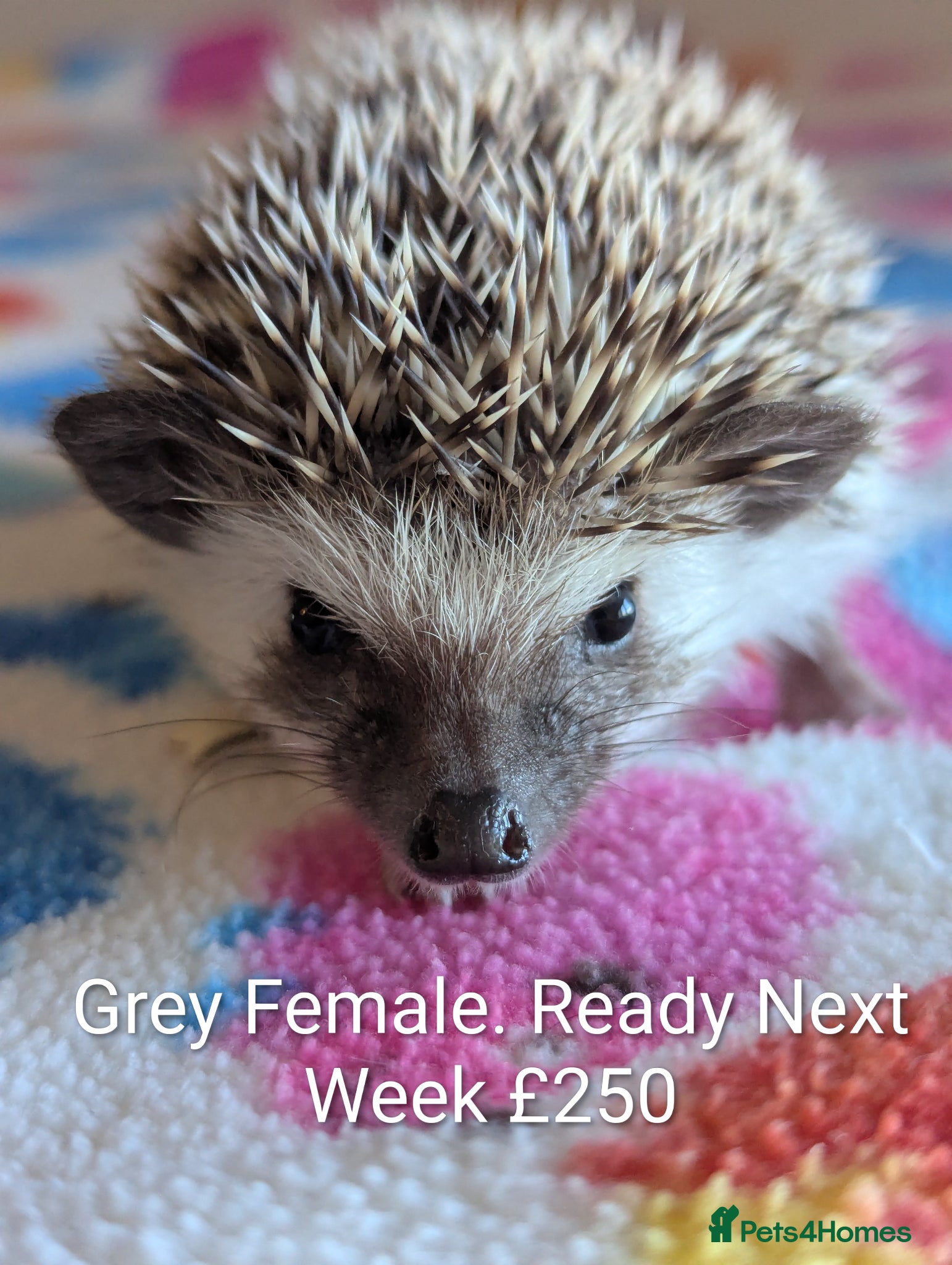 Pygmy Hedgehog rodents Gorgeous Hoglets Ready to Reserve Now - Advert 2