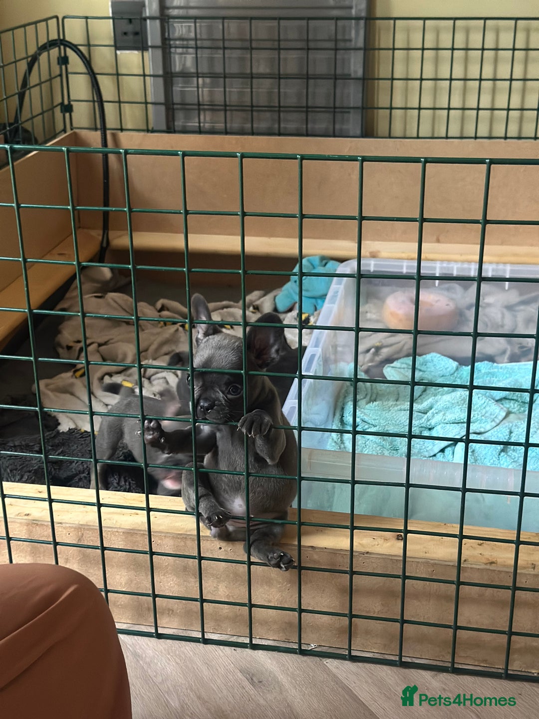 French Bulldog dogs for sale: Adorable French Bulldog Puppies in Barking - Image 14