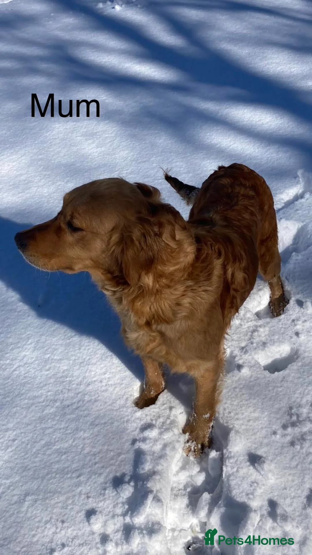 Golden Retriever dogs for sale: Gorgeous red golden retriever puppies  - Advert 2