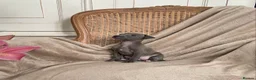Italian Greyhound dogs for sale: KC Italian greyhound puppies European lineage - Advert 33