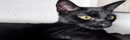 Mixed Breed cats for sale: Loving Home Needed 🖤🐾 - Advert 2