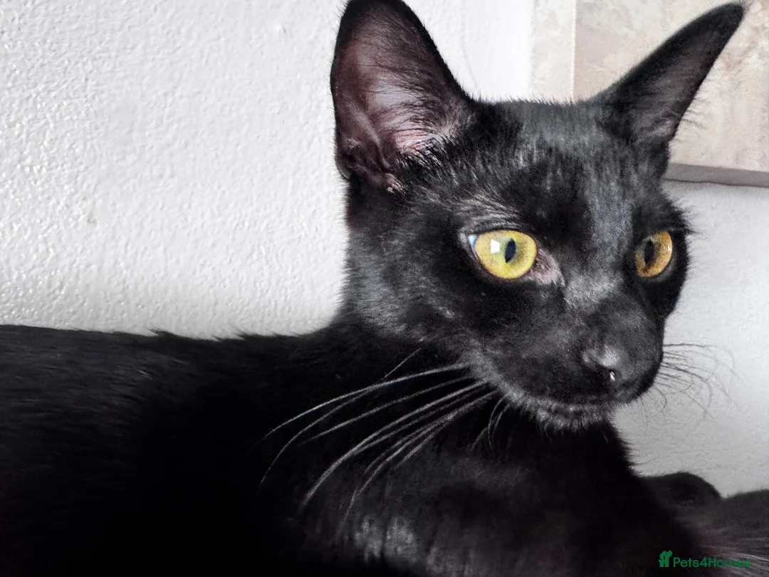 Mixed Breed cats for sale: Loving Home Needed 🖤🐾 - Advert 2