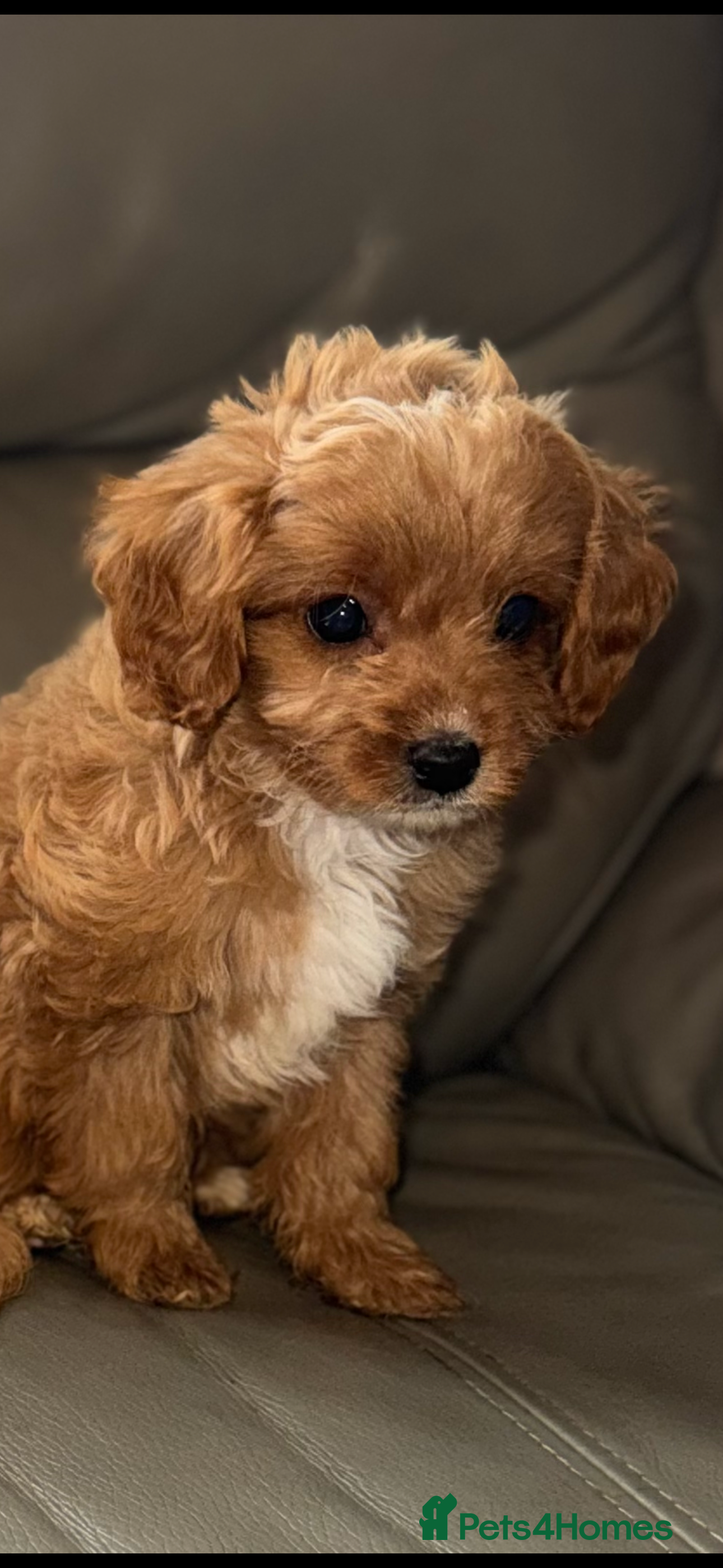 Cavapoo dogs Last remaining BOY💙 - Advert 15