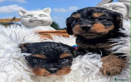 Cavapoo dogs for sale: Stunning true F1 Cavapoos, Apricot and Phantom  - Image 8