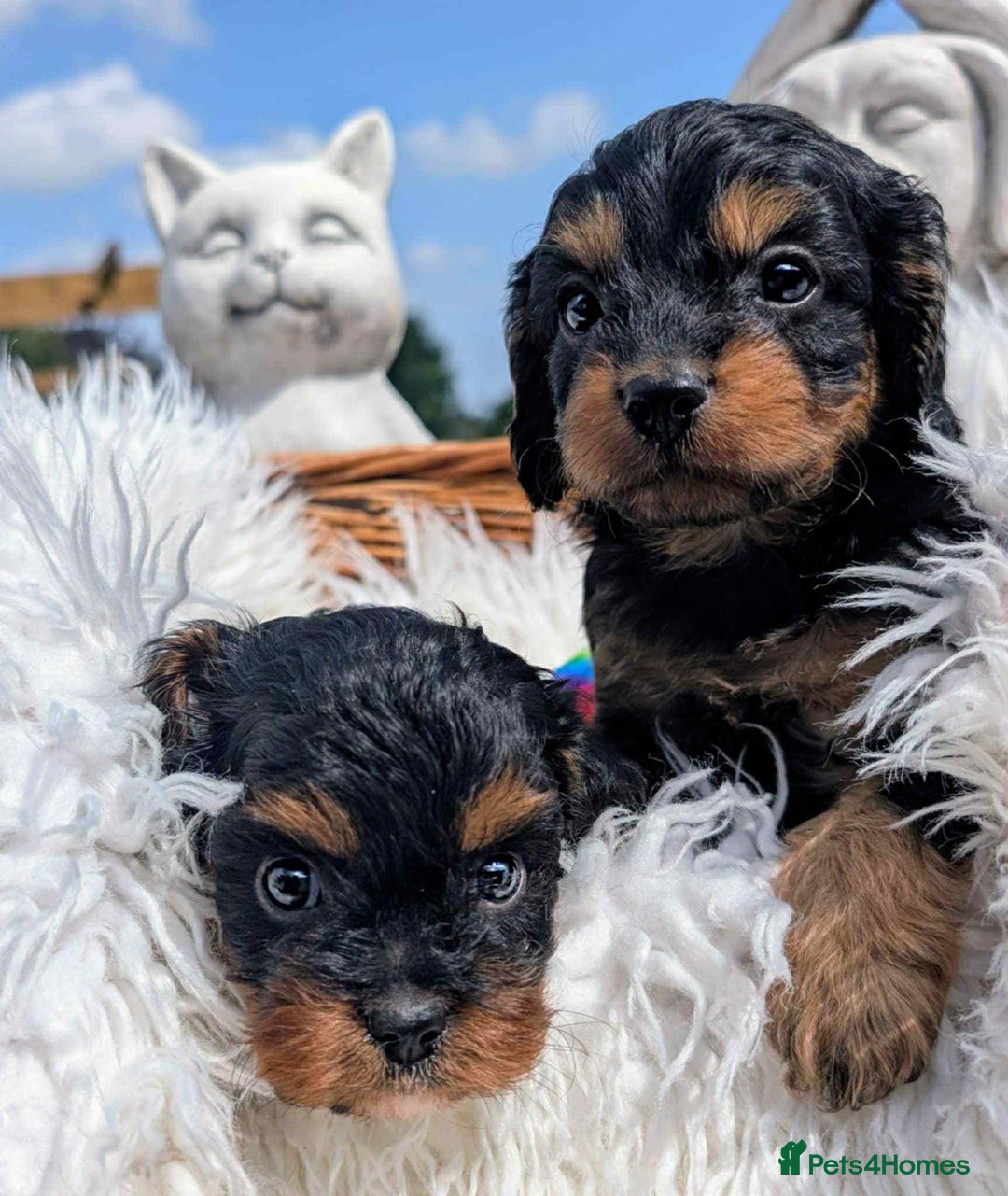 Cavapoo dogs for sale: Stunning true F1 Cavapoos, Apricot and Phantom  - Image 8