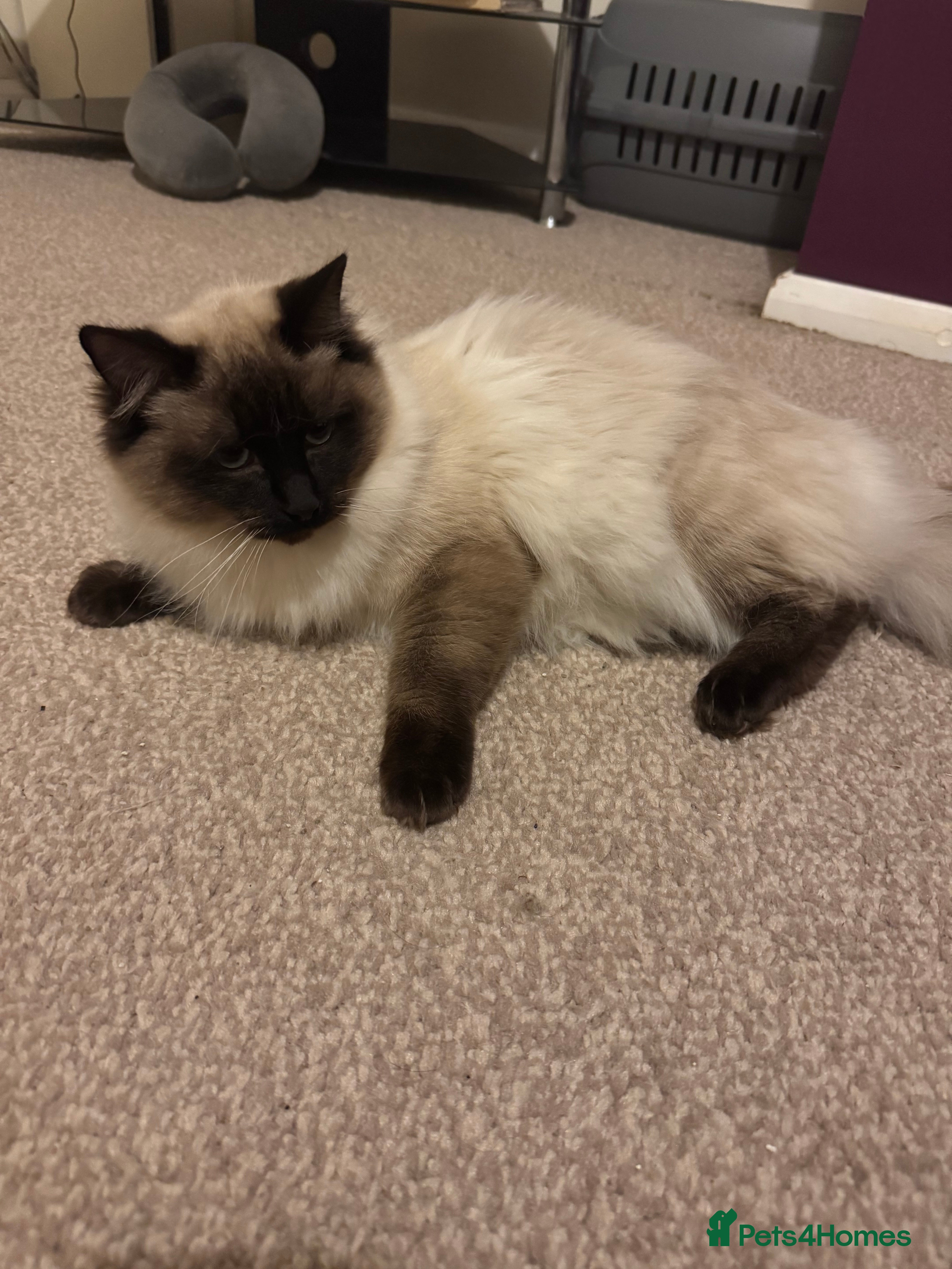 Ragdoll cats 2 Ragdoll Boys to rehome - Advert 1