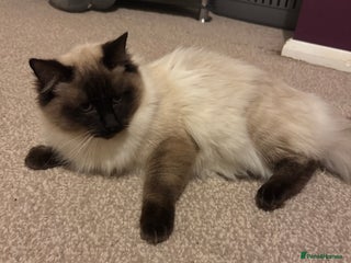 Ragdoll cats 2 Ragdoll Boys to rehome - Advert 1