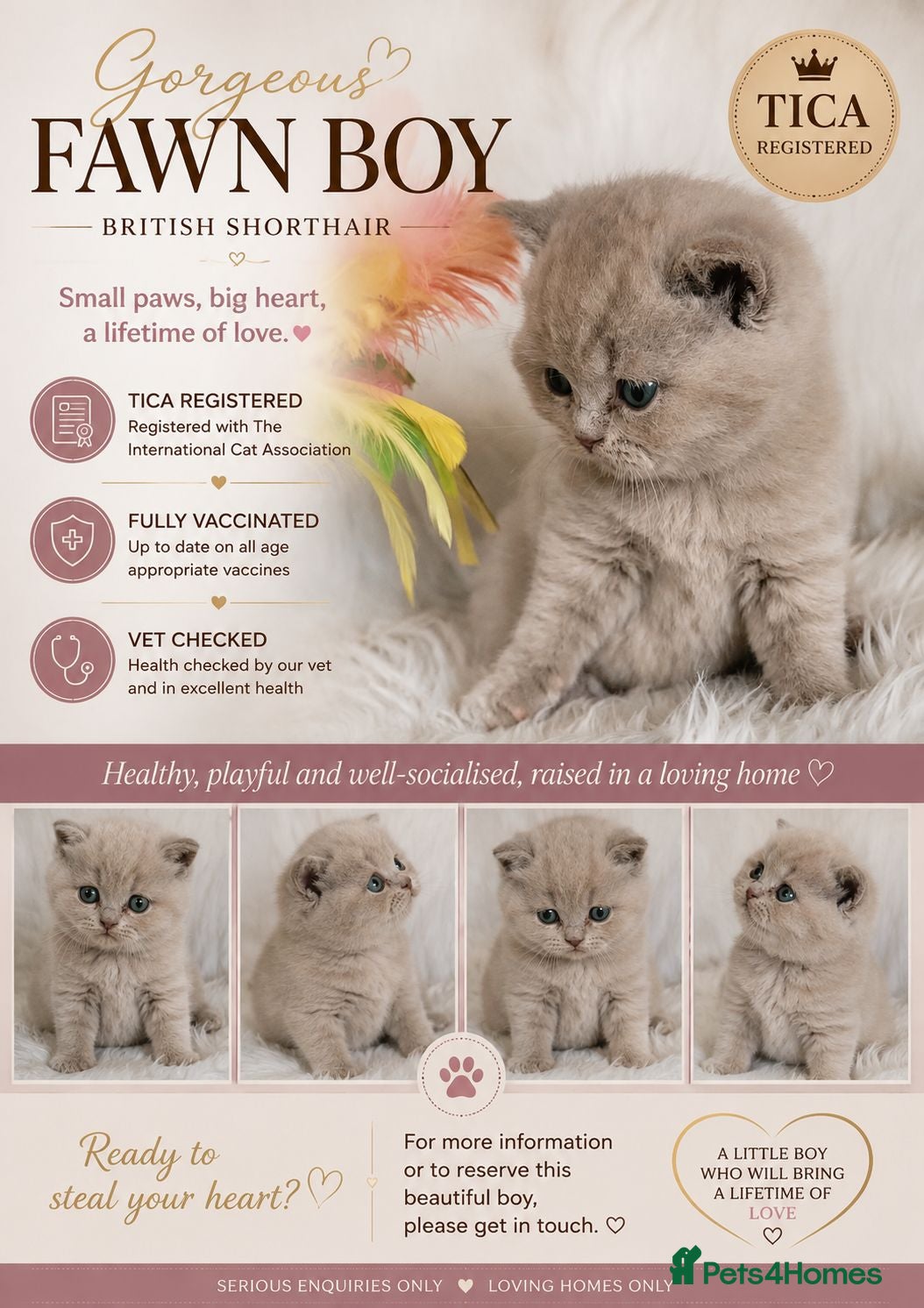 British Shorthair cats GCCF Champion line kittens - Advert 2