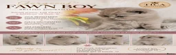 British Shorthair cats for sale: GCCF Champion line kittens - Advert 3